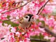 隅田公園の陽光桜と雀