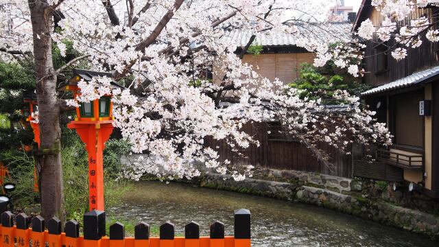 祇園白川の桜