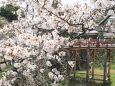 郡山城の桜