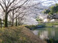 公園の池の桜並木