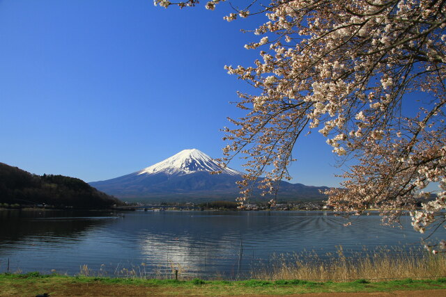 富士山に降りそそぐ桜