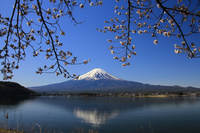 逆さ富士に桜