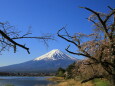 古木の桜に富士山
