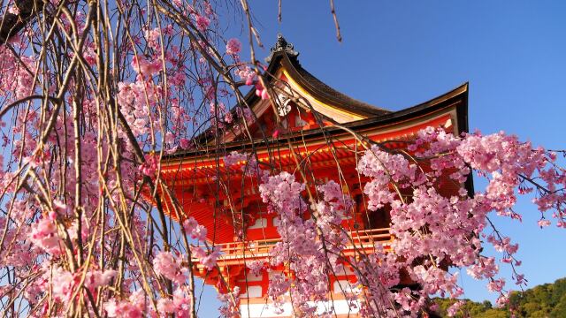 清水寺のしだれ桜