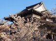 清水寺の桜