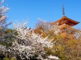 清水寺の桜