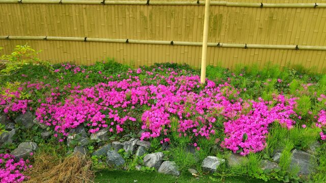 すぎなのなかの芝桜