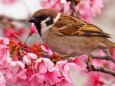 隅田公園の陽光桜と雀