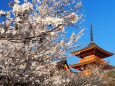 清水寺の桜