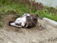 抜戸岳の雄雷鳥2