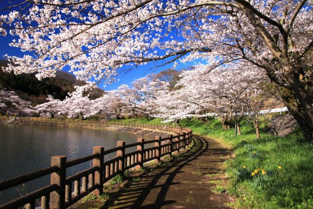  公園の桜