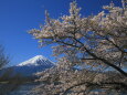 桜満開