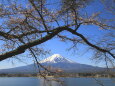 富士山に古木が覆う