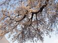 池上本門寺の桜