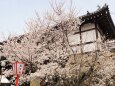 郡山城の桜