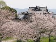 郡山城の桜