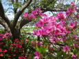 明るく咲いている春の花