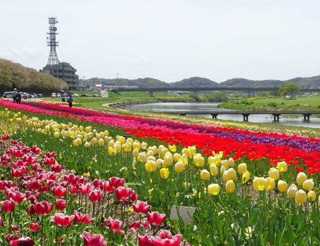  一面に広がるチューリップ