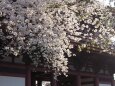 池上本門寺の桜