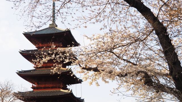 池上本門寺の桜