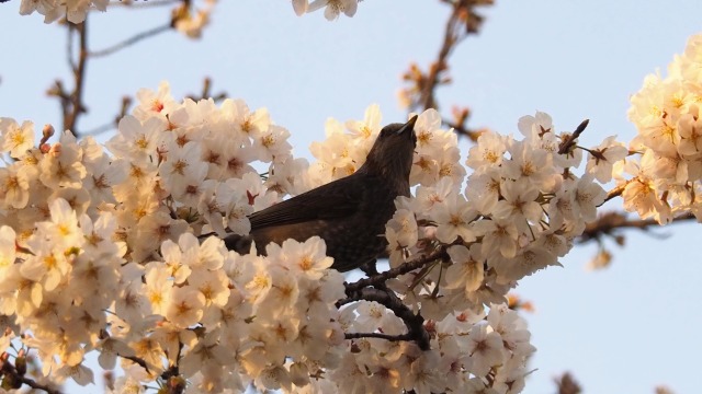 池上本門寺の桜とヒヨドリ
