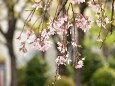 枝垂れ桜