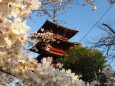 池上本門寺の桜