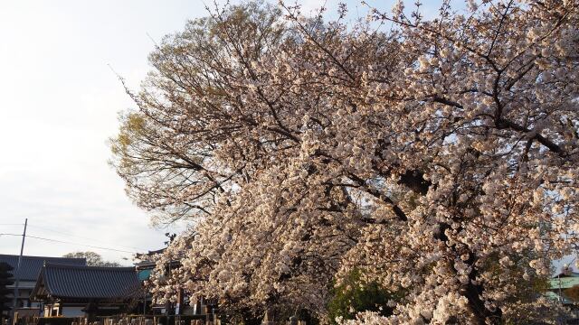 池上本門寺の桜