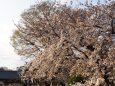 池上本門寺の桜