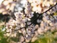 池上本門寺の桜