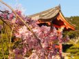 清水寺のしだれ桜