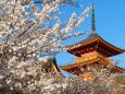 清水寺の桜