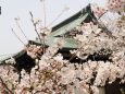 郡山城の桜