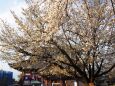 池上本門寺の桜