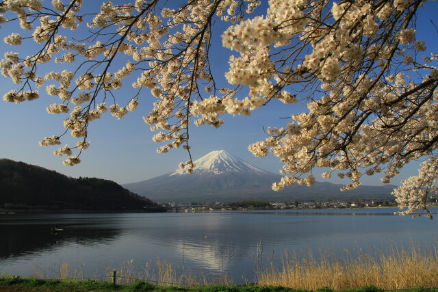 河口湖桜満開