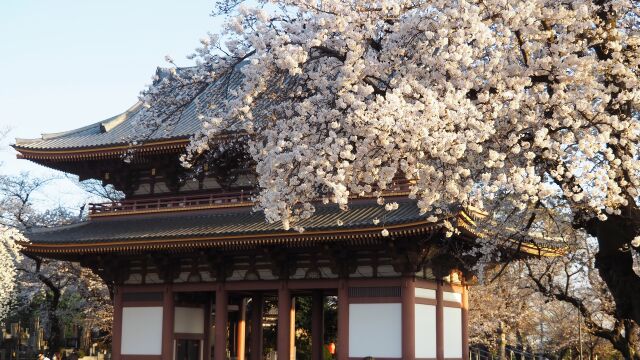 池上本門寺の桜