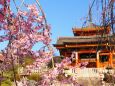 清水寺のしだれ桜