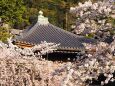 清水寺の桜