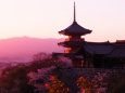 春の清水寺の夕景