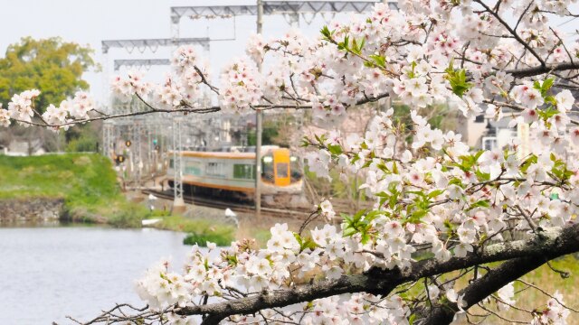 郡山城の桜と近鉄特急