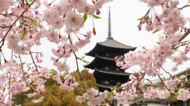 興福寺のしだれ桜
