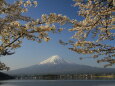 河口湖桜まつり