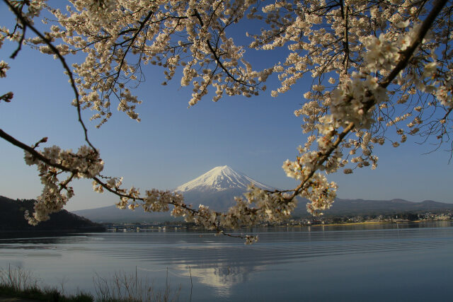 富士山に花の首飾り
