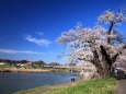 白石川堤一目千本桜