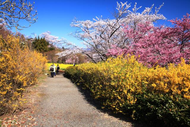 春の公園