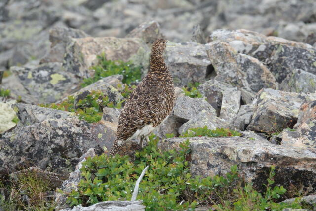 蝶ヶ岳のママ雷鳥2