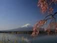 しだれ桜&富士山
