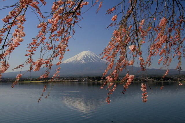 富士山にしだれ桜