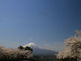 河口湖の桜