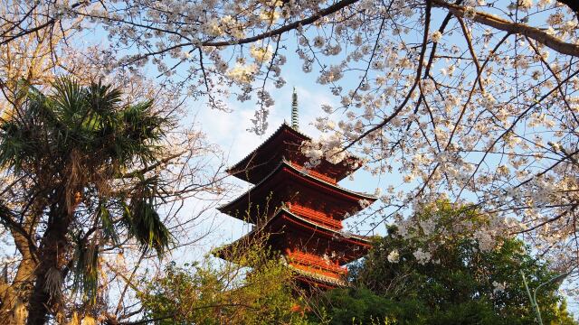 池上本門寺の桜
